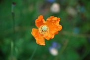 Garden Maintenance