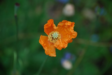 Garden Maintenance