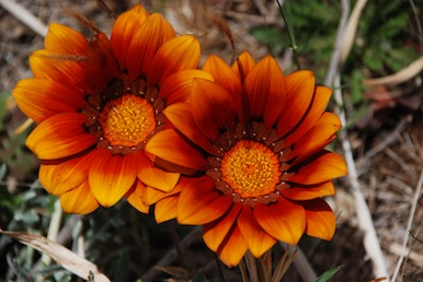 Garden Planting