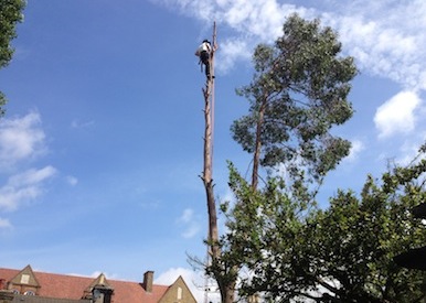 Tree Surgery