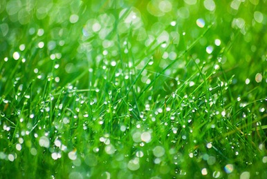 Lawn Care