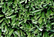 Artificial Grass & Turf