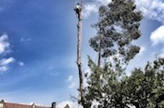 Tree Surgery