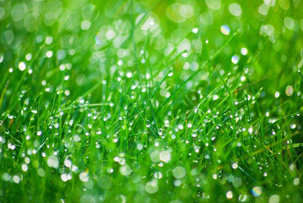Lawn Care